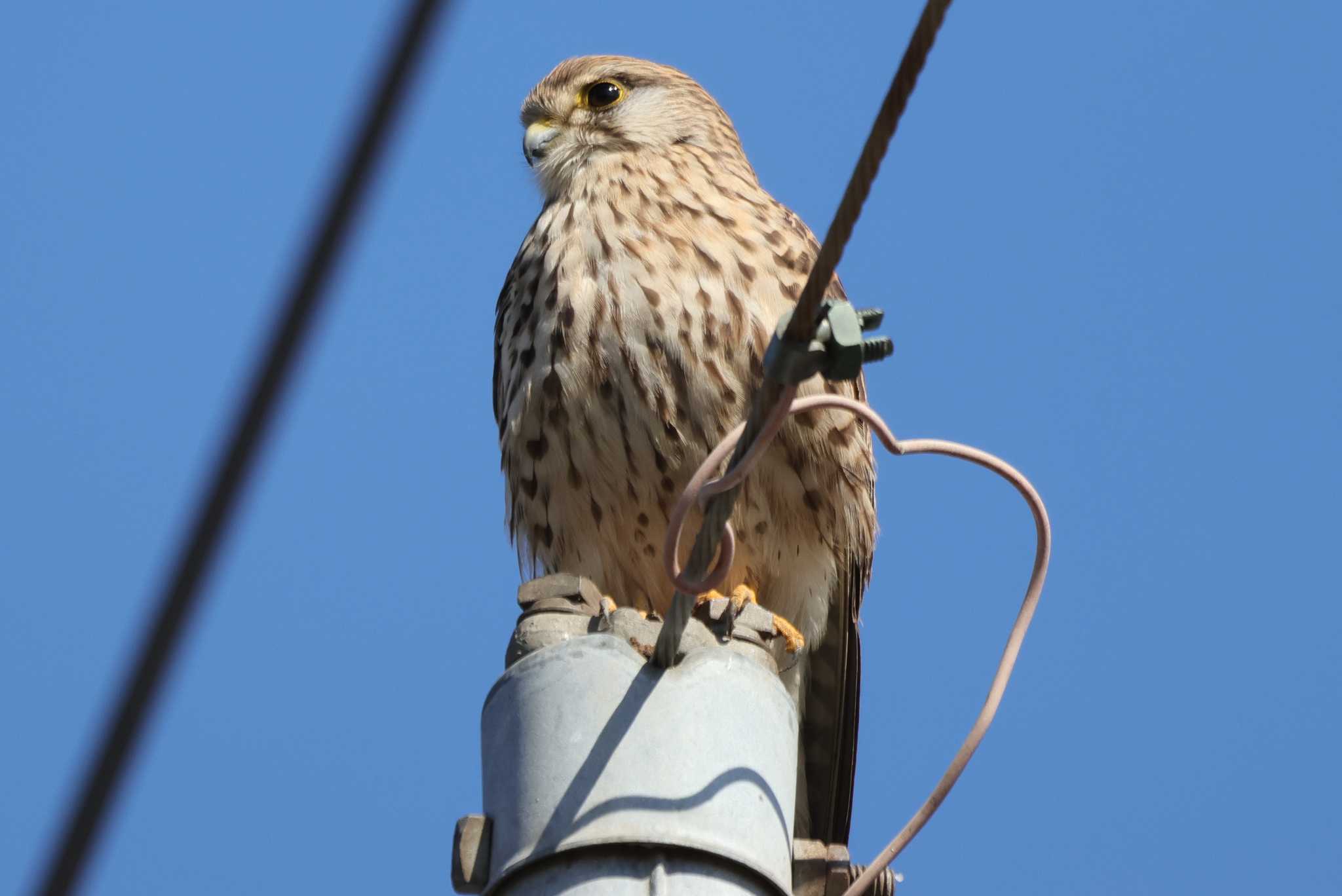 Photo of Common Kestrel at Inashiki by ひろ