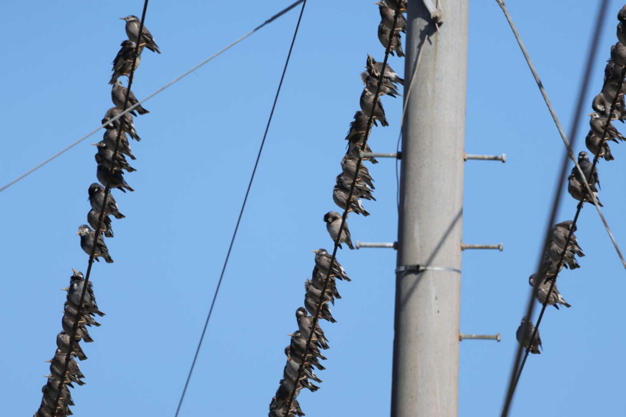 White-cheeked Starling