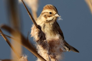 Common Reed Bunting Inashiki Tue, 2/13/2024