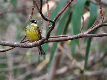 Masked Bunting Yoyogi Park Sun, 3/17/2024