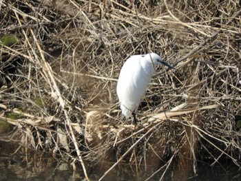 Little Egret 芝川 Sat, 3/16/2024