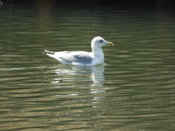 2024年3月16日(土) 芝川の野鳥観察記録