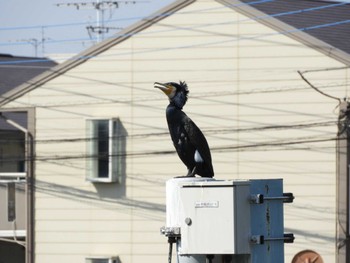 カワウ 芝川 2024年3月16日(土)