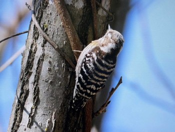 Japanese Pygmy Woodpecker Mt. Yatsugatake(neaby Pension Albion) Sat, 3/16/2024
