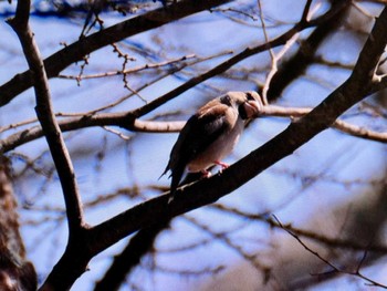 Hawfinch Mt. Yatsugatake(neaby Pension Albion) Sat, 3/16/2024