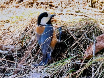 Varied Tit Mt. Yatsugatake(neaby Pension Albion) Sat, 3/16/2024