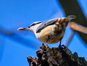 ゴジュウカラ 八ヶ岳(ペンションあるびおん付近) 2024年3月16日(土)