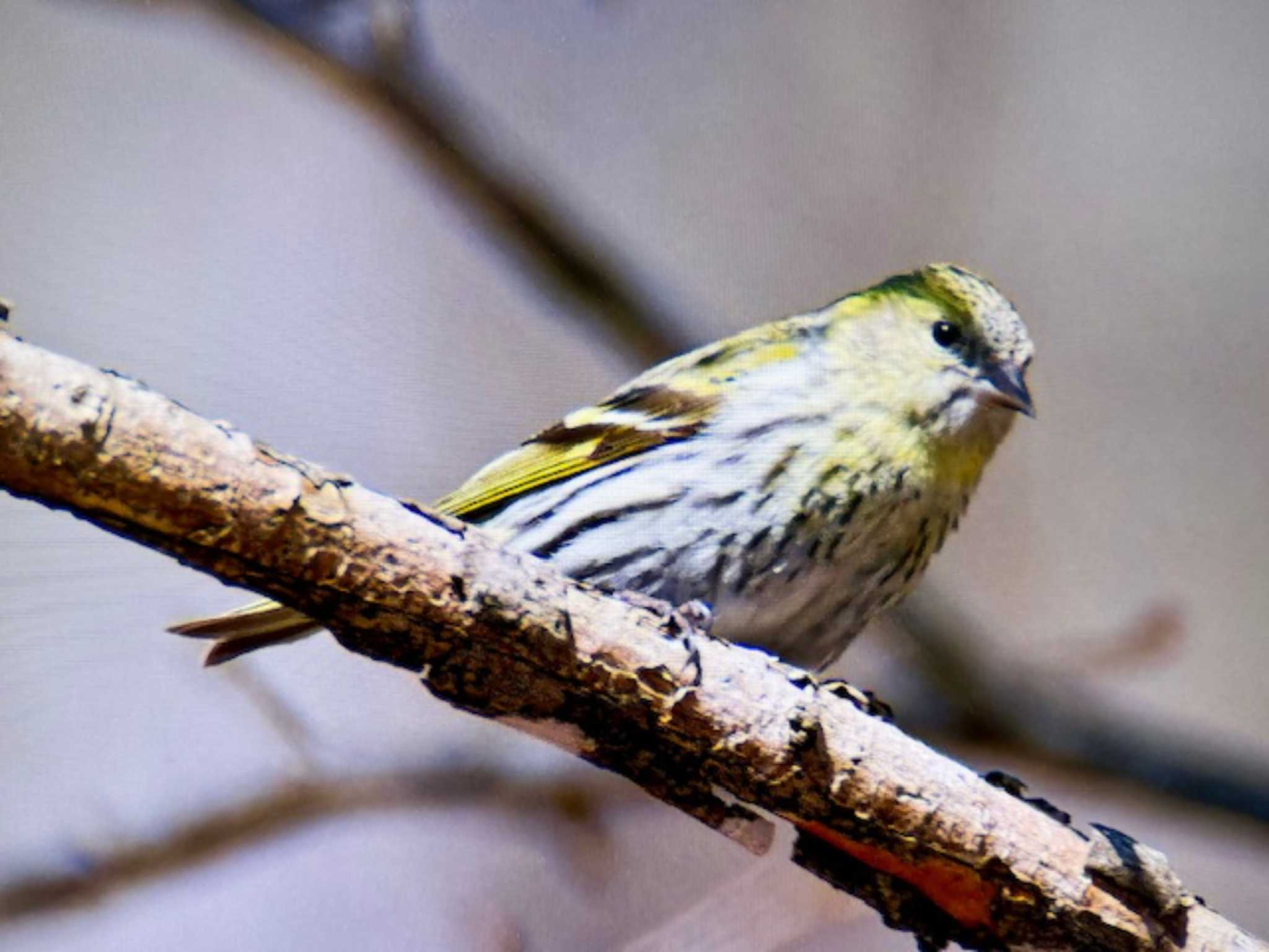 Eurasian Siskin