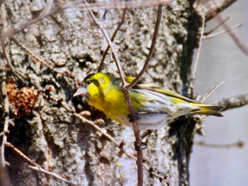 Eurasian Siskin Mt. Yatsugatake(neaby Pension Albion) Sat, 3/16/2024