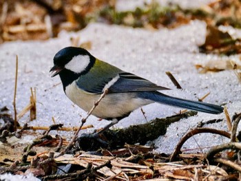 Japanese Tit Mt. Yatsugatake(neaby Pension Albion) Sat, 3/16/2024