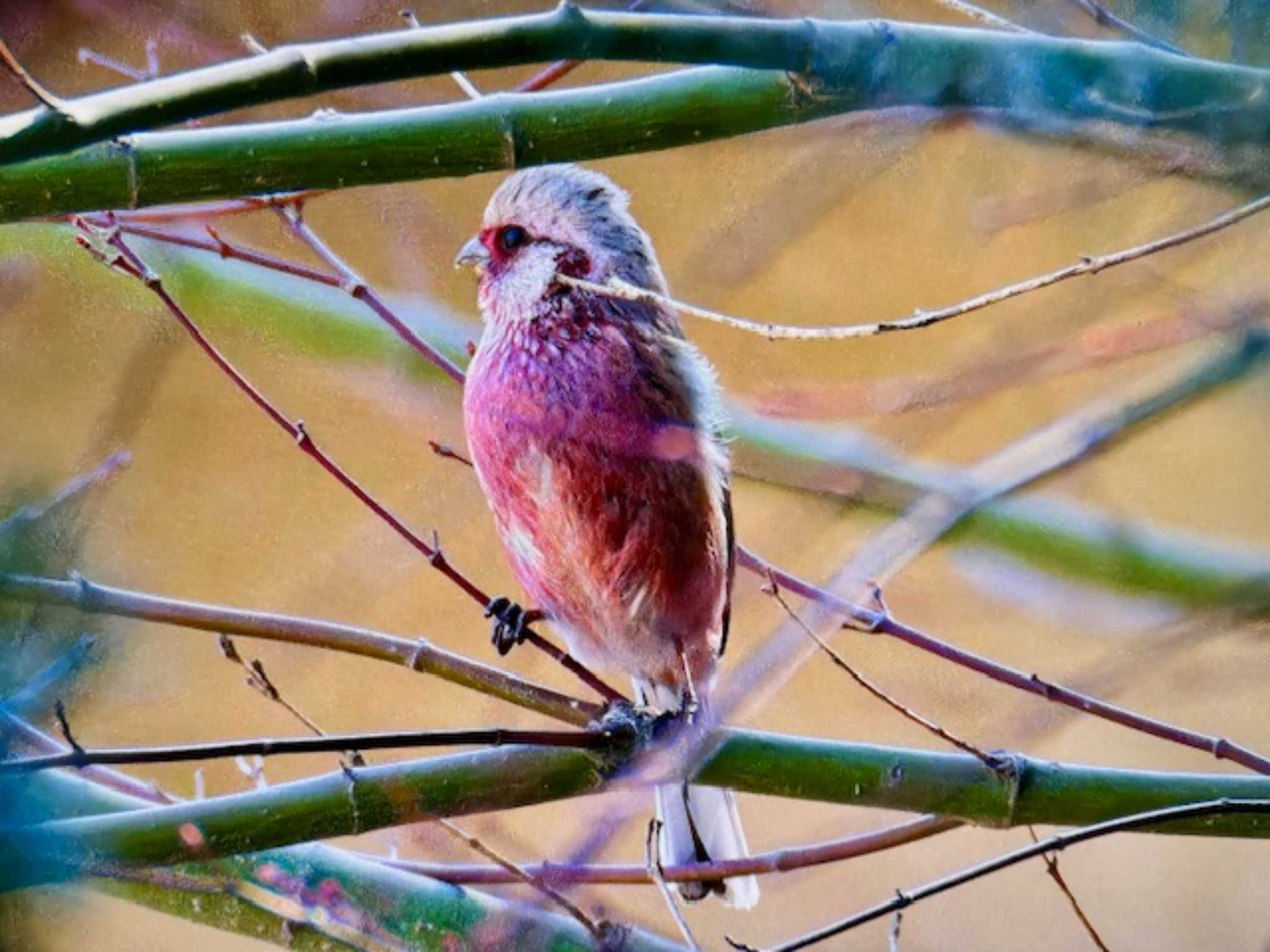 Siberian Long-tailed Rosefinch