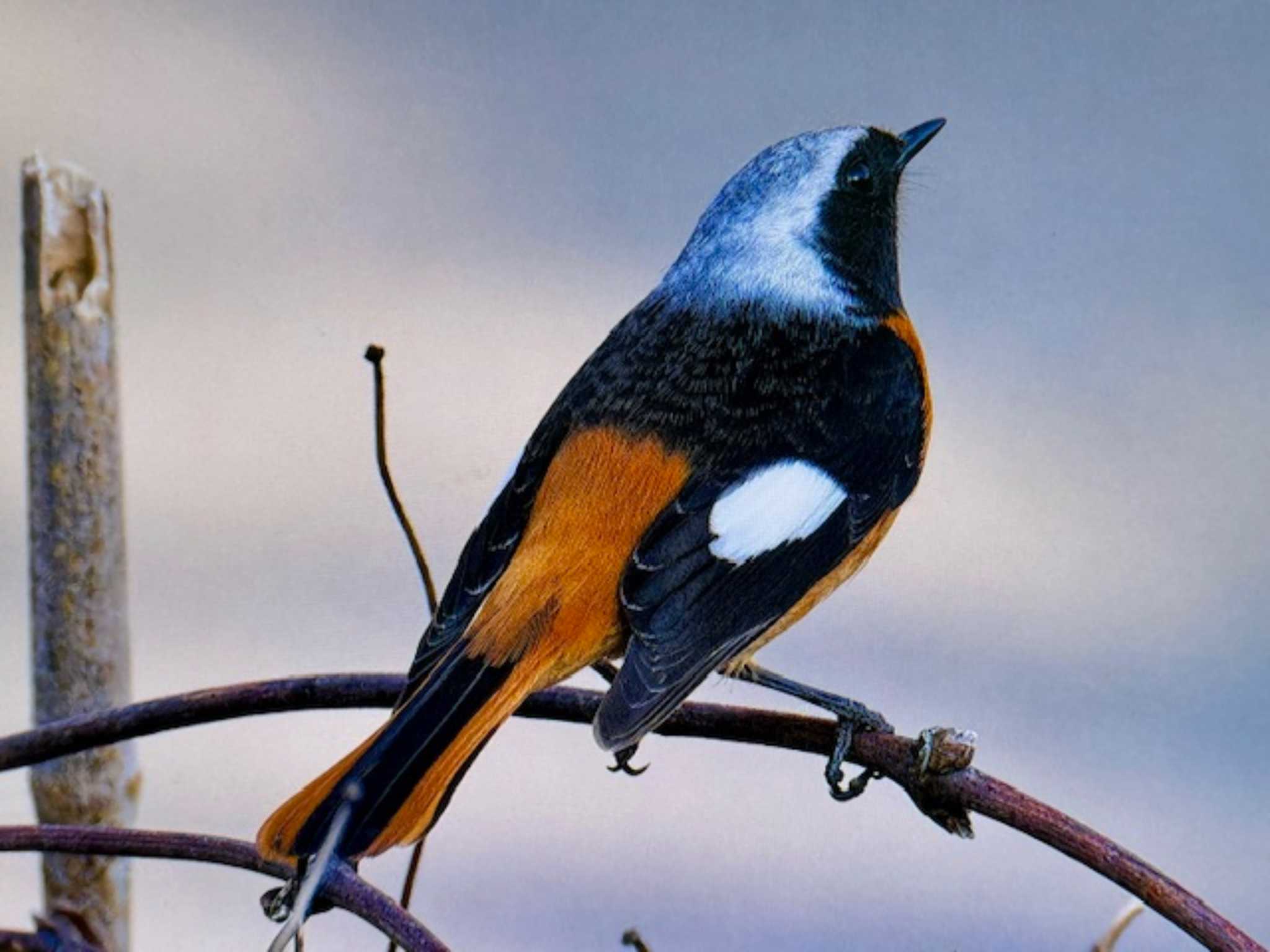 Daurian Redstart