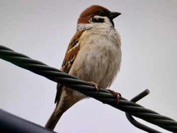 Eurasian Tree Sparrow Mt. Yatsugatake(neaby Pension Albion) Sat, 3/16/2024