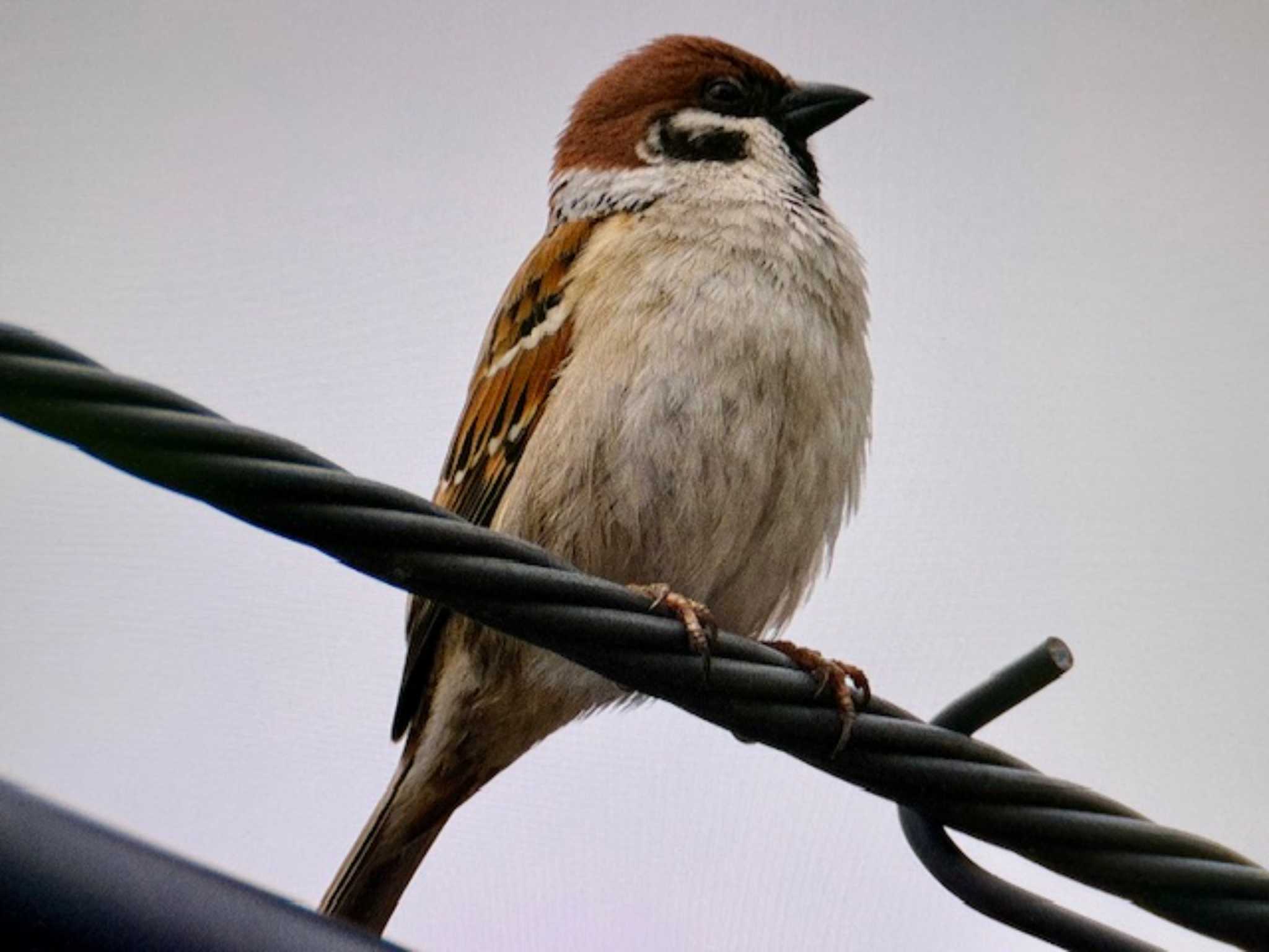 Eurasian Tree Sparrow