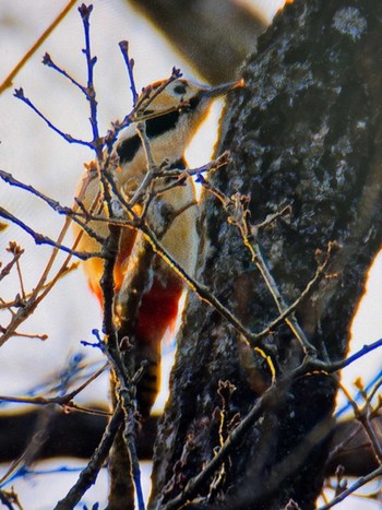 Great Spotted Woodpecker Mt. Yatsugatake(neaby Pension Albion) Sat, 3/16/2024