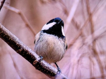 Coal Tit Mt. Yatsugatake(neaby Pension Albion) Sat, 3/16/2024