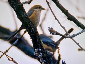 Bull-headed Shrike Mt. Yatsugatake(neaby Pension Albion) Sat, 3/16/2024