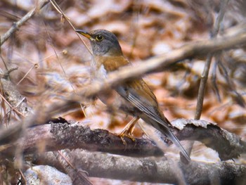 Pale Thrush Mt. Yatsugatake(neaby Pension Albion) Sat, 3/16/2024