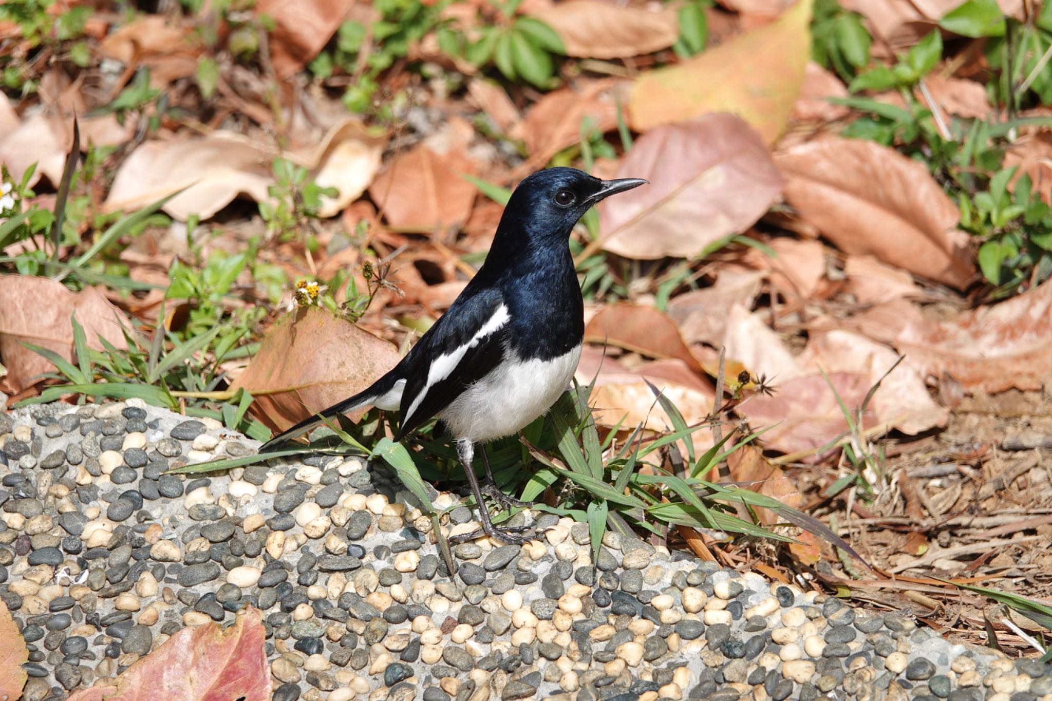 Photo of Oriental Magpie-Robin at 台中都会公園(台湾) by のどか