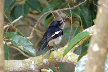 Oriental Magpie-Robin 台中都会公園(台湾) Mon, 1/29/2024