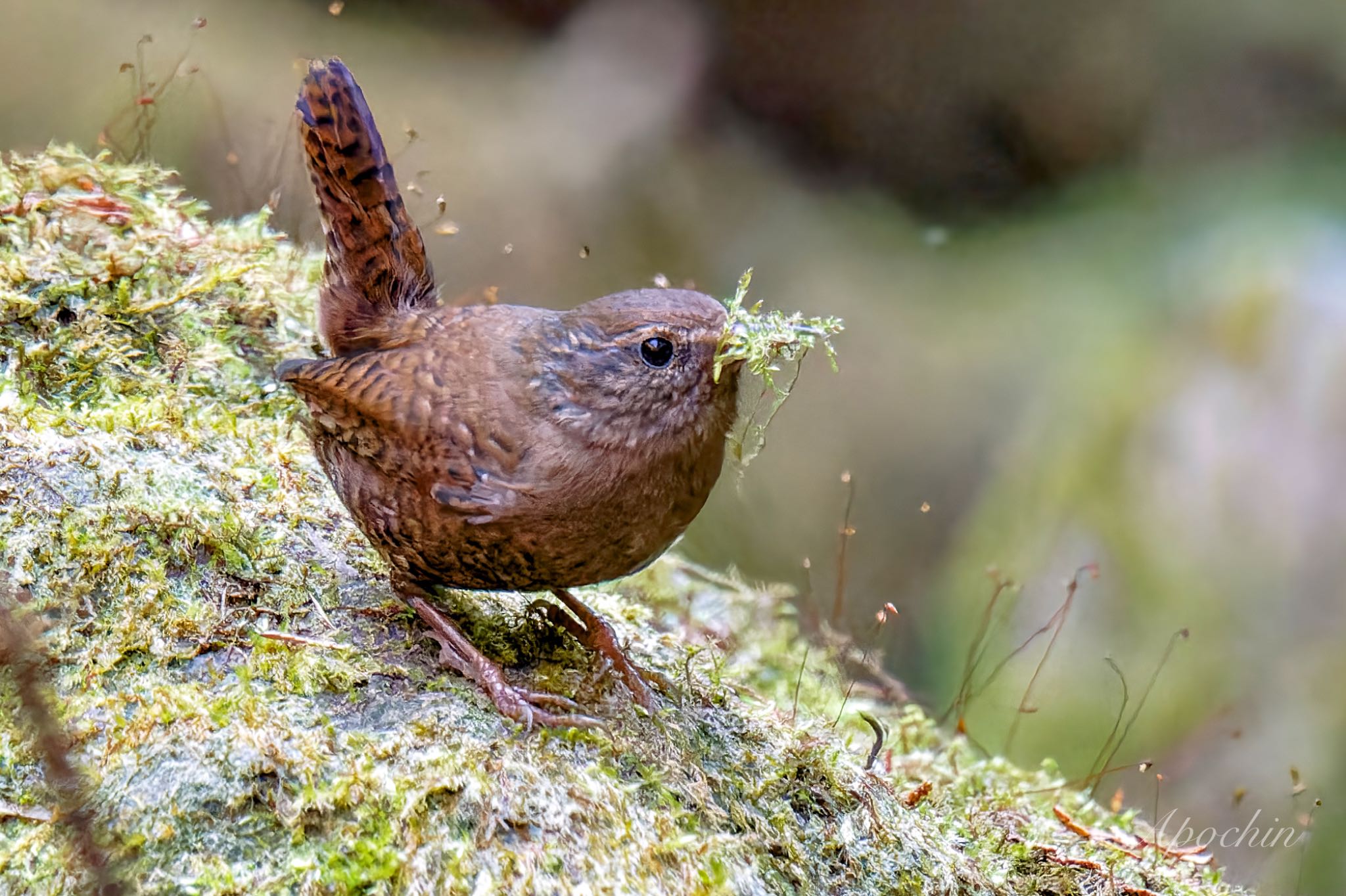 Photo of Eurasian Wren at Hayatogawa Forest Road by アポちん