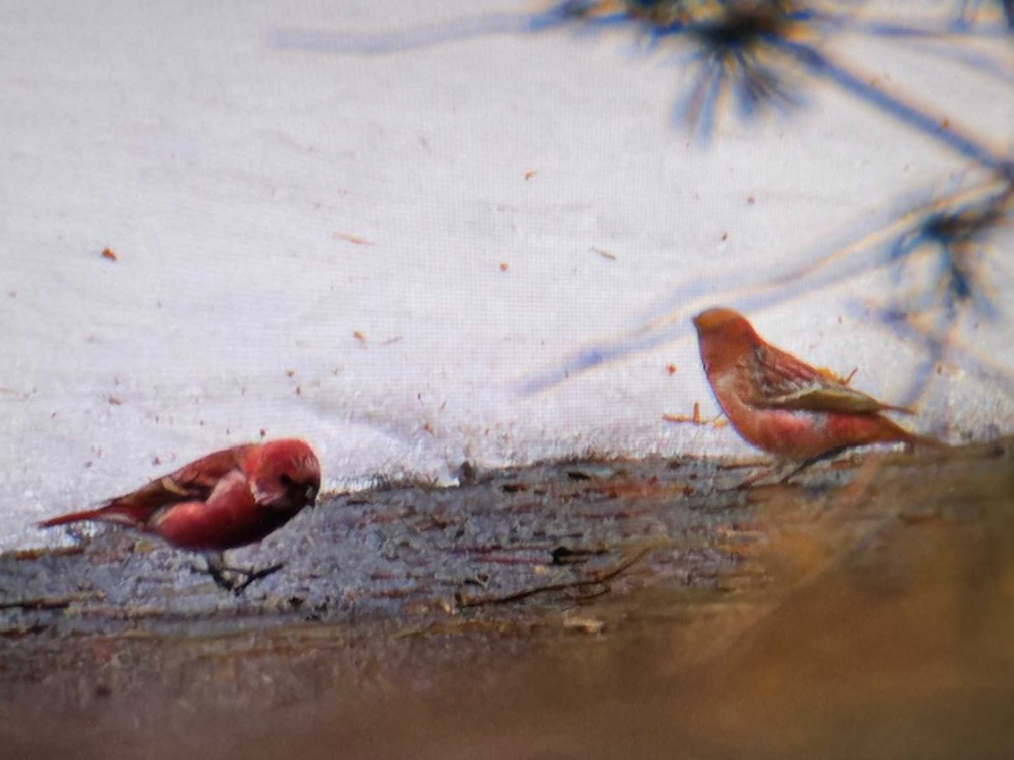 Pallas's Rosefinch