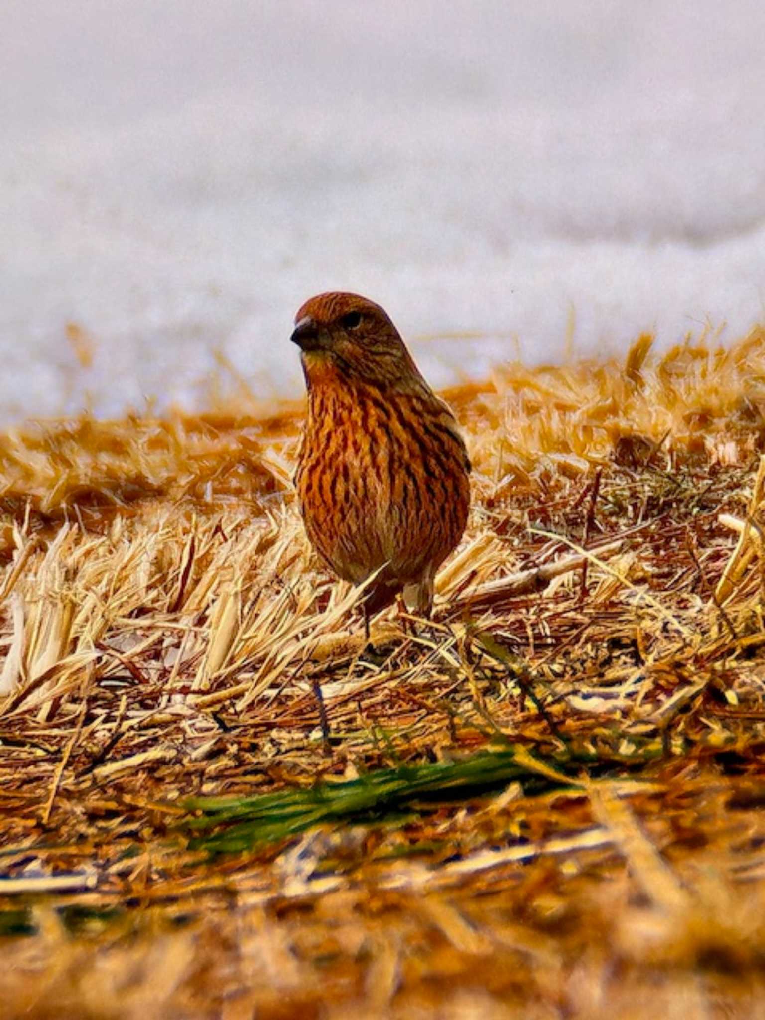 Pallas's Rosefinch