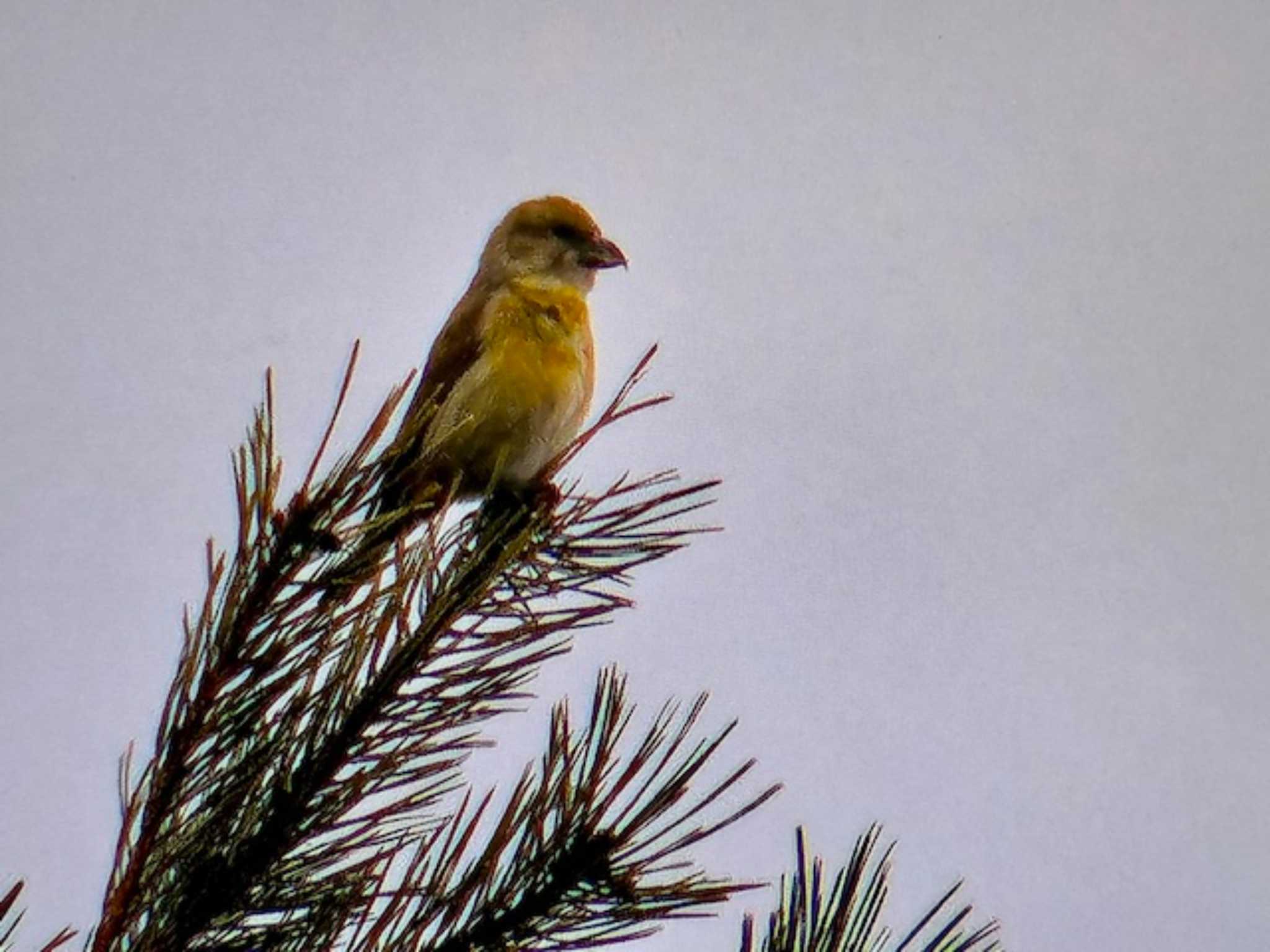 Red Crossbill