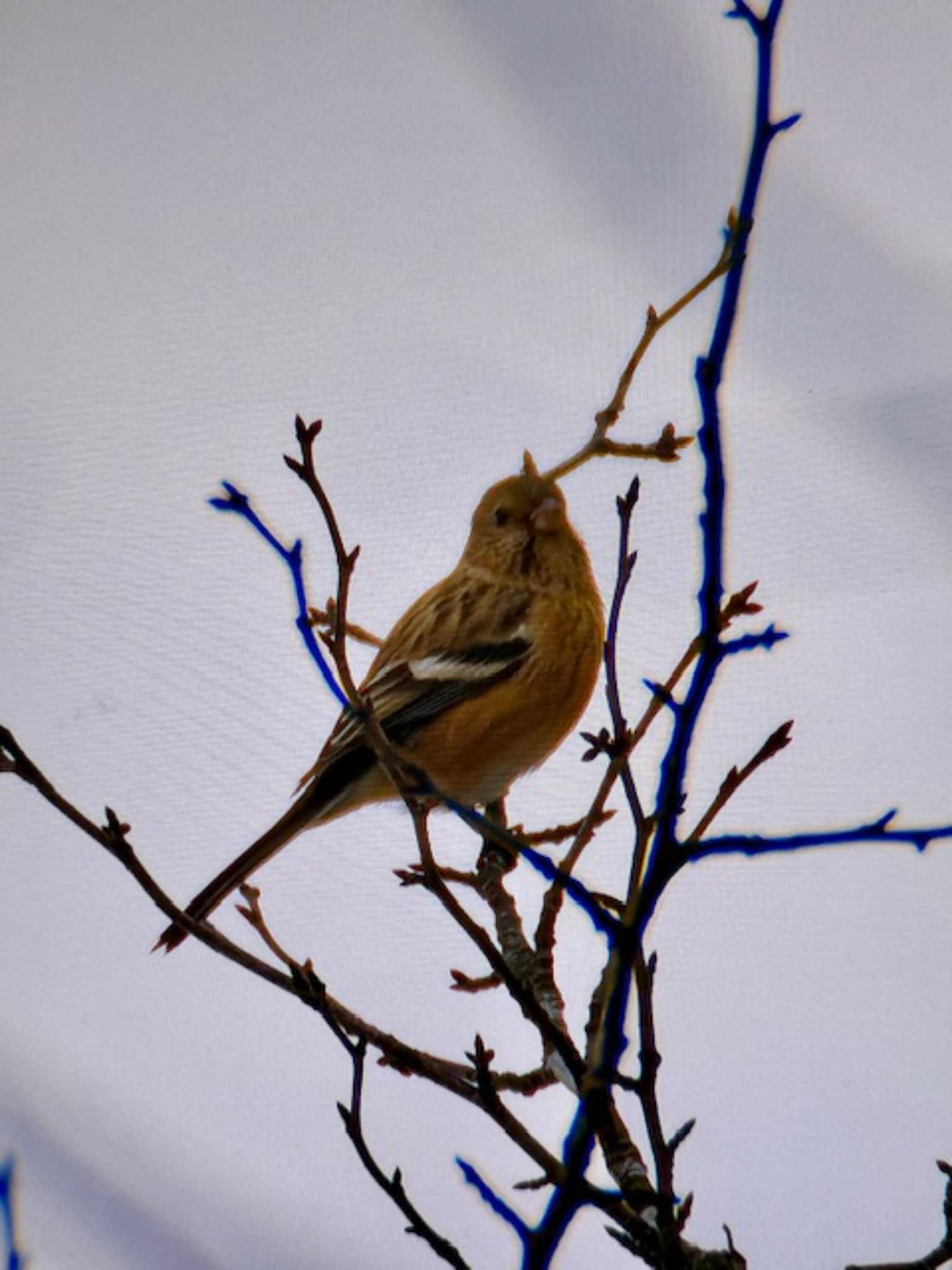 Siberian Long-tailed Rosefinch