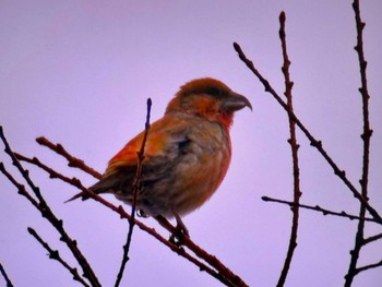 Sun, 3/17/2024 Birding report at 岡谷林道