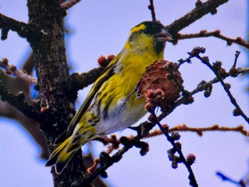 Eurasian Siskin 岡谷林道 Sun, 3/17/2024