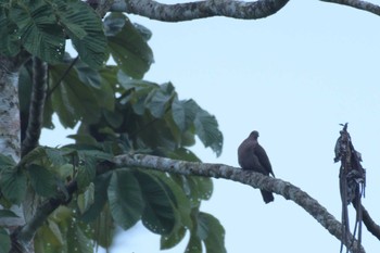 Short-billed Pigeon