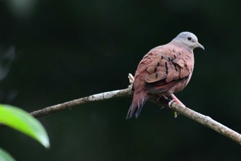 Ruddy Ground Dove コスタリカ Fri, 2/9/2024