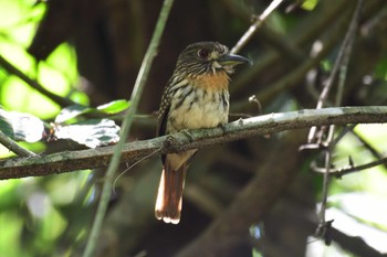 White-whiskered Puffbird コスタリカ Sun, 2/11/2024