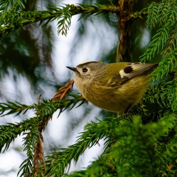 Goldcrest 宮城県仙台市 Sun, 3/17/2024