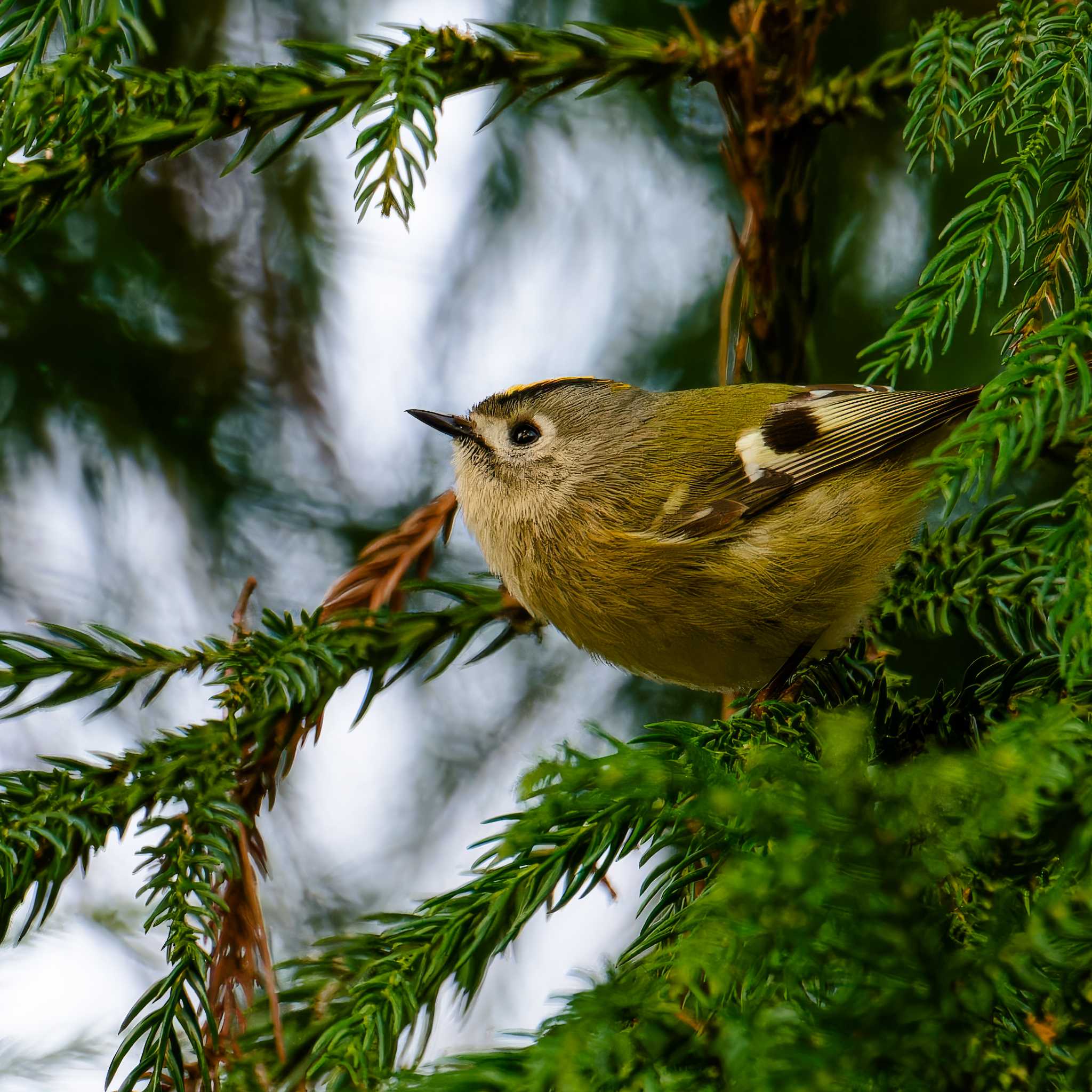 Photo of Goldcrest at 宮城県仙台市 by LeoLeoNya