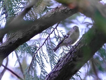 Goldcrest Kitamoto Nature Observation Park Sat, 3/16/2024