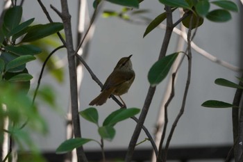 Japanese Bush Warbler Unknown Spots Sat, 3/16/2024