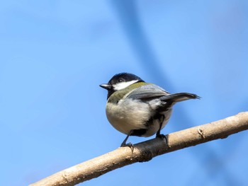 シジュウカラ 筑波実験植物園 2024年3月17日(日)