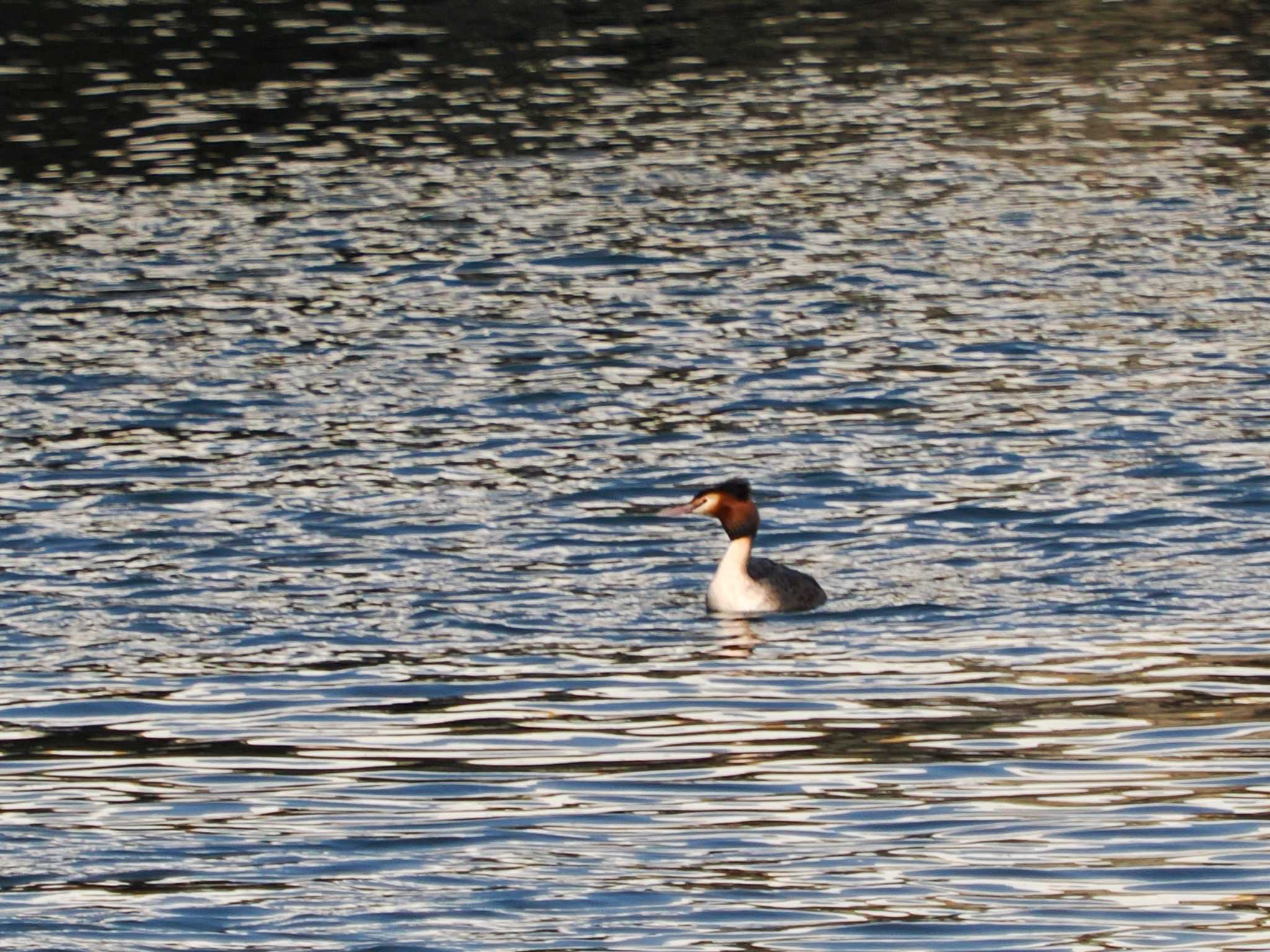 Photo of Great Crested Grebe at Hama-rikyu Gardens by 98_Ark (98ｱｰｸ)