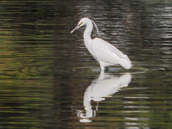 Sat, 3/16/2024 Birding report at Hama-rikyu Gardens