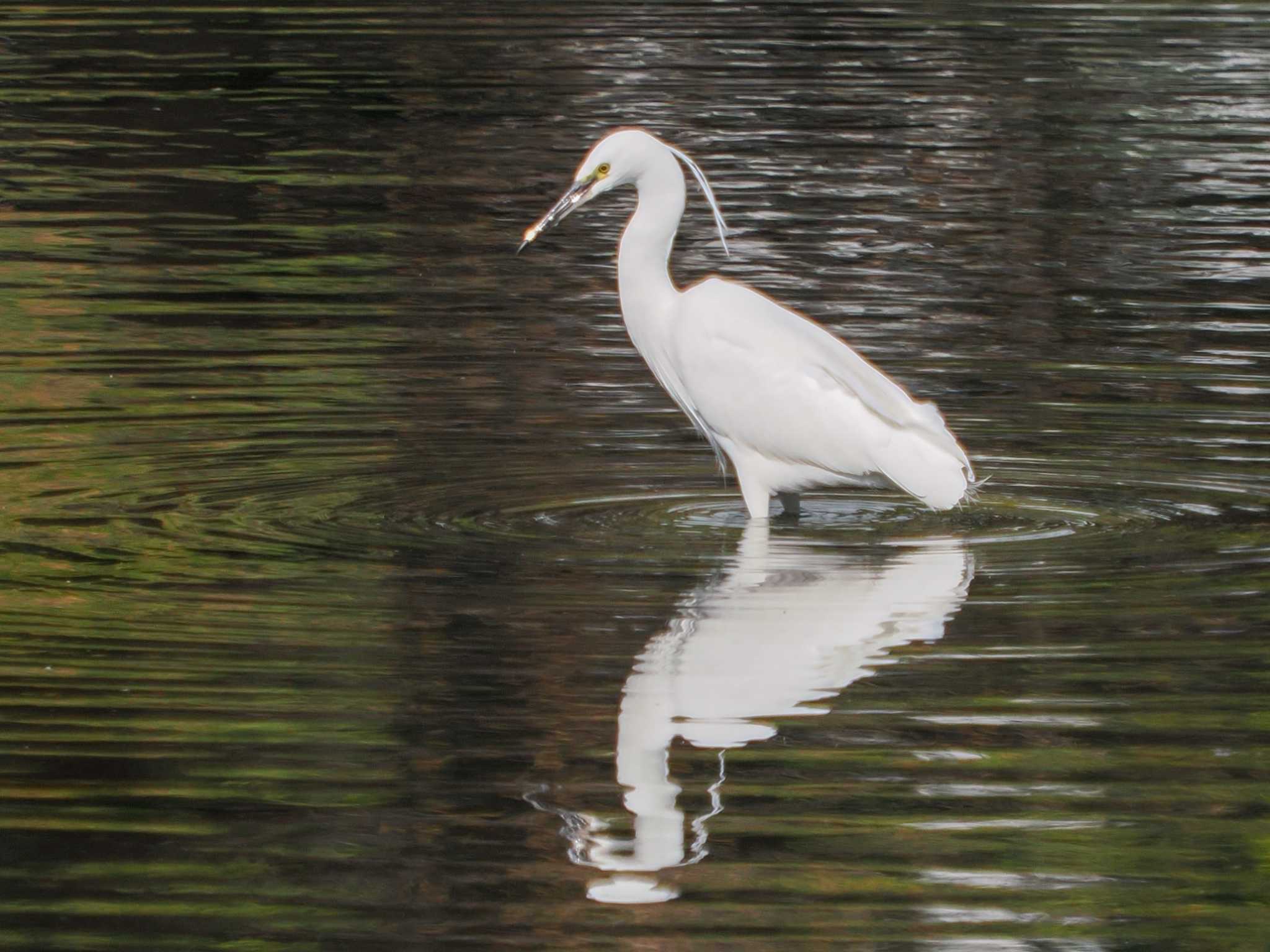 Photo of Little Egret at Hama-rikyu Gardens by 98_Ark (98ｱｰｸ)