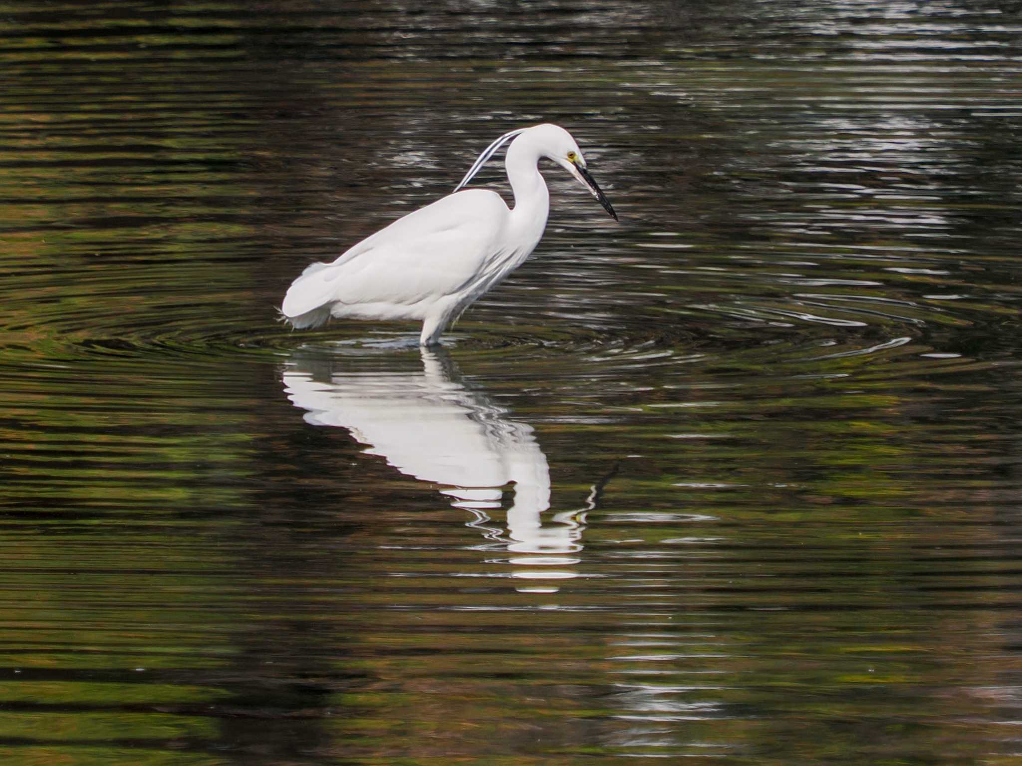 Photo of Little Egret at Hama-rikyu Gardens by 98_Ark (98ｱｰｸ)