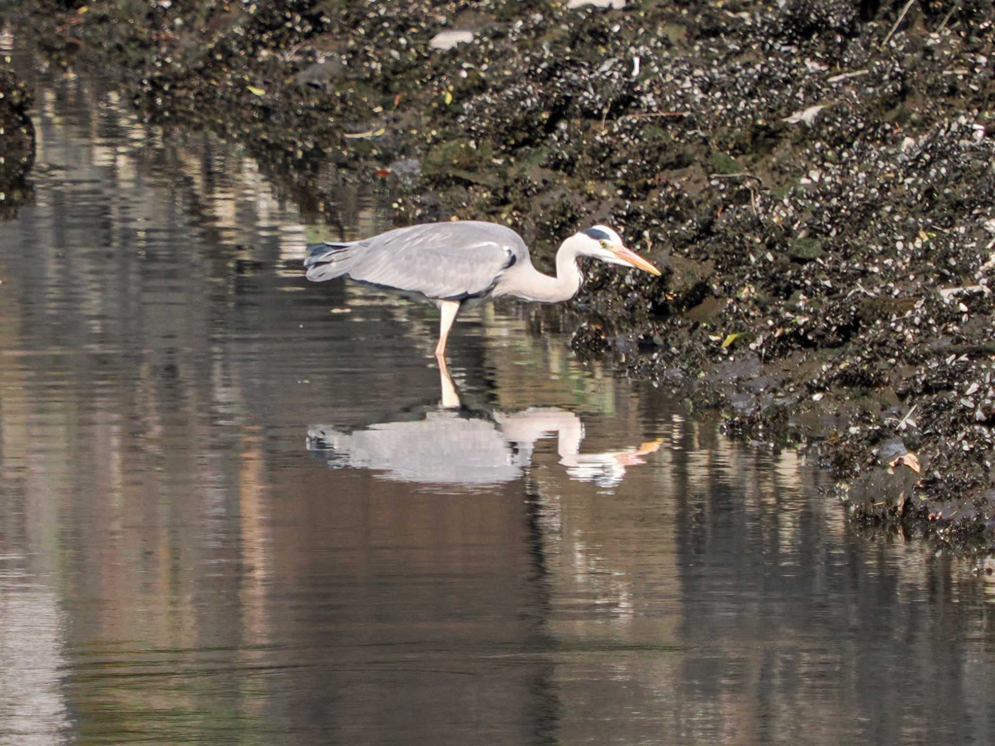 Photo of Grey Heron at Hama-rikyu Gardens by 98_Ark (98ｱｰｸ)