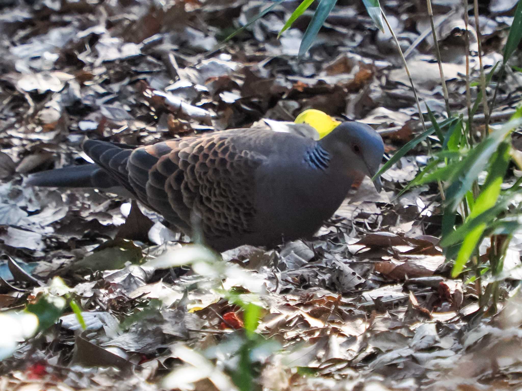 Photo of Oriental Turtle Dove at Hama-rikyu Gardens by 98_Ark (98ｱｰｸ)