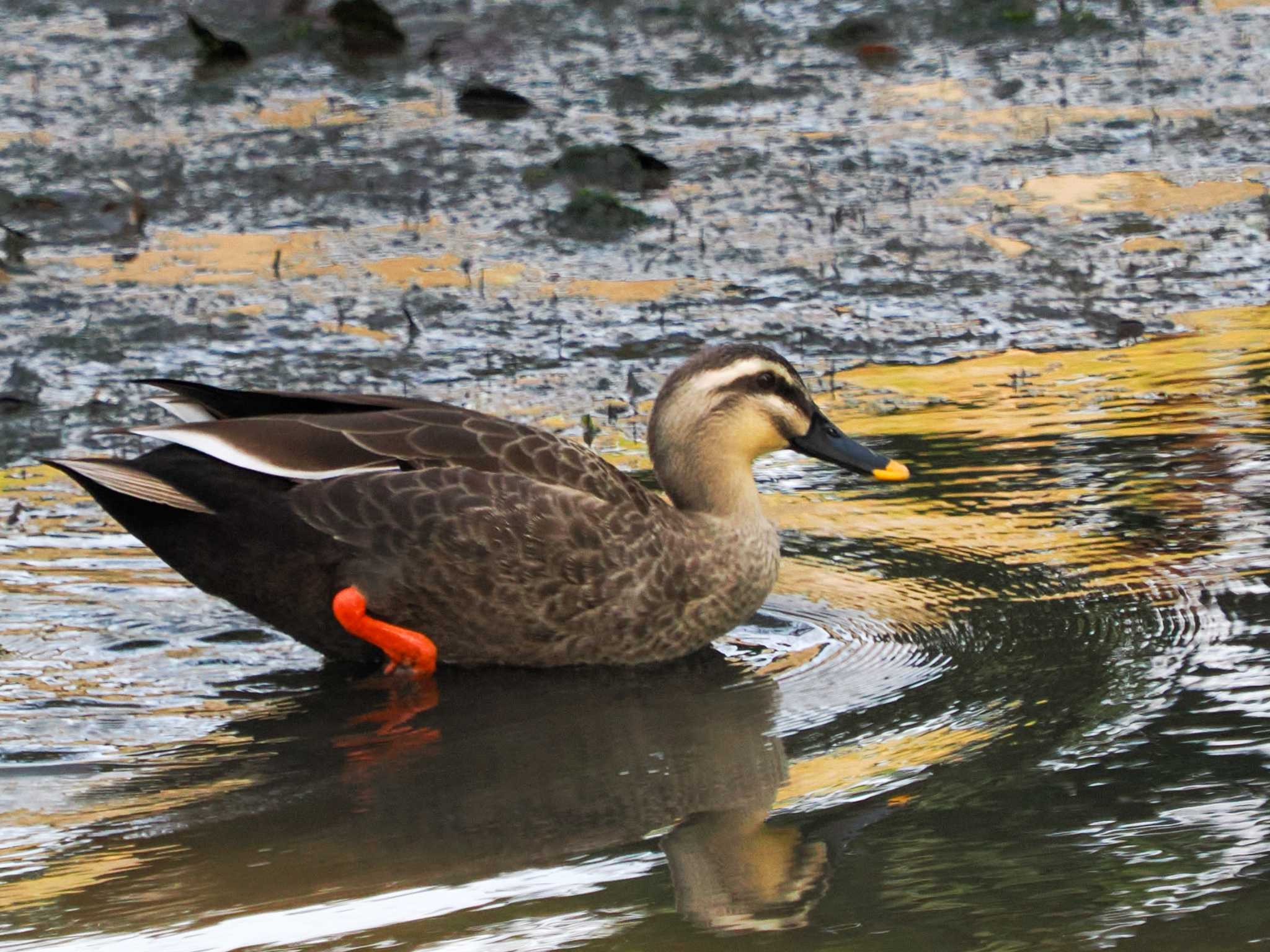 Photo of Eastern Spot-billed Duck at Hama-rikyu Gardens by 98_Ark (98ｱｰｸ)