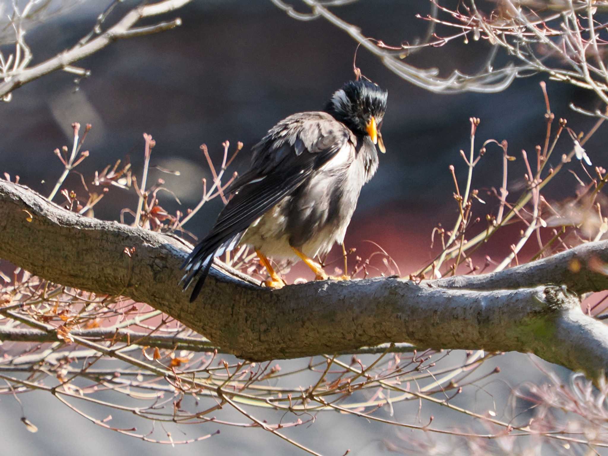 Photo of White-cheeked Starling at Hama-rikyu Gardens by 98_Ark (98ｱｰｸ)