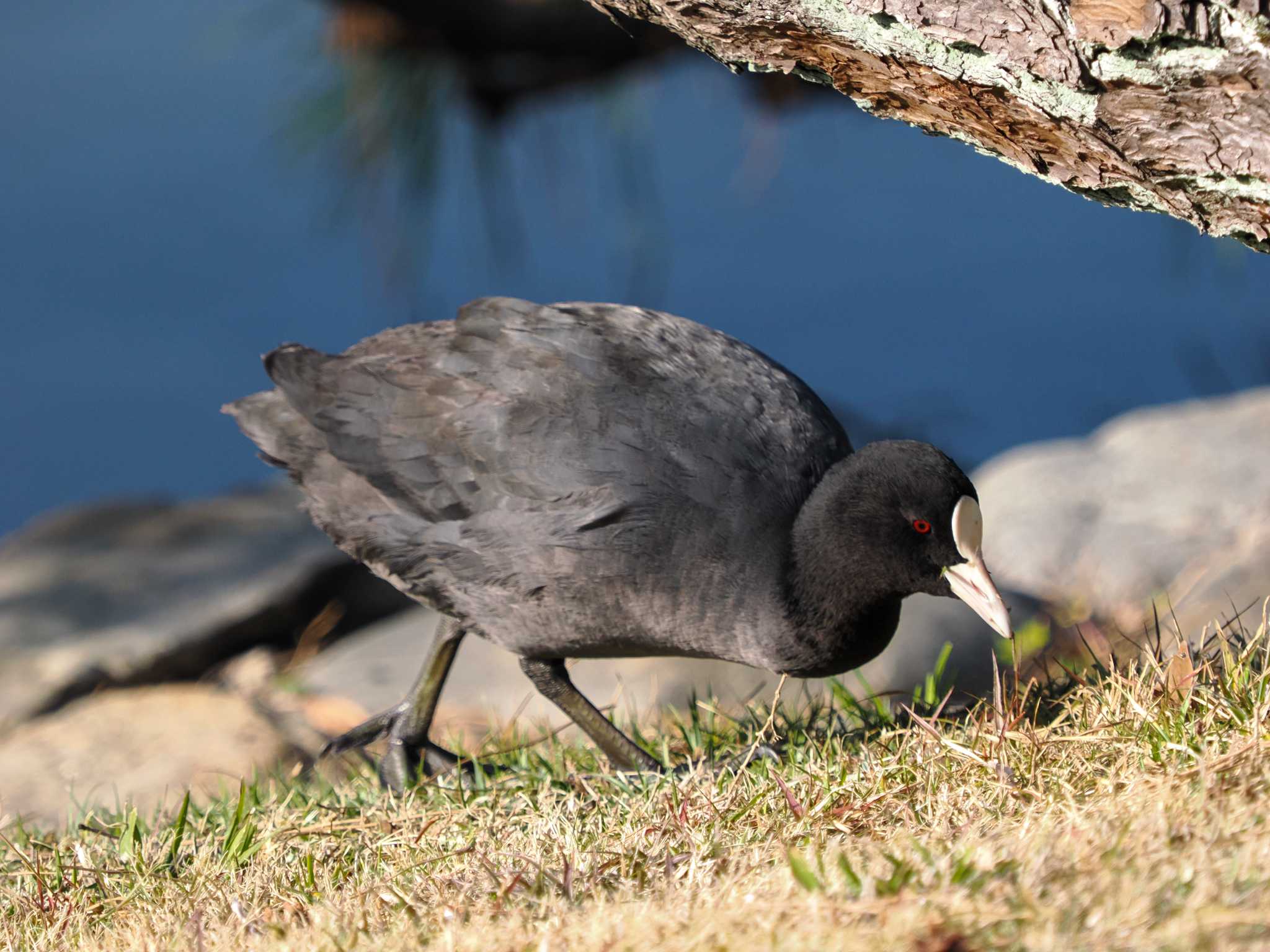 Photo of Eurasian Coot at Hama-rikyu Gardens by 98_Ark (98ｱｰｸ)