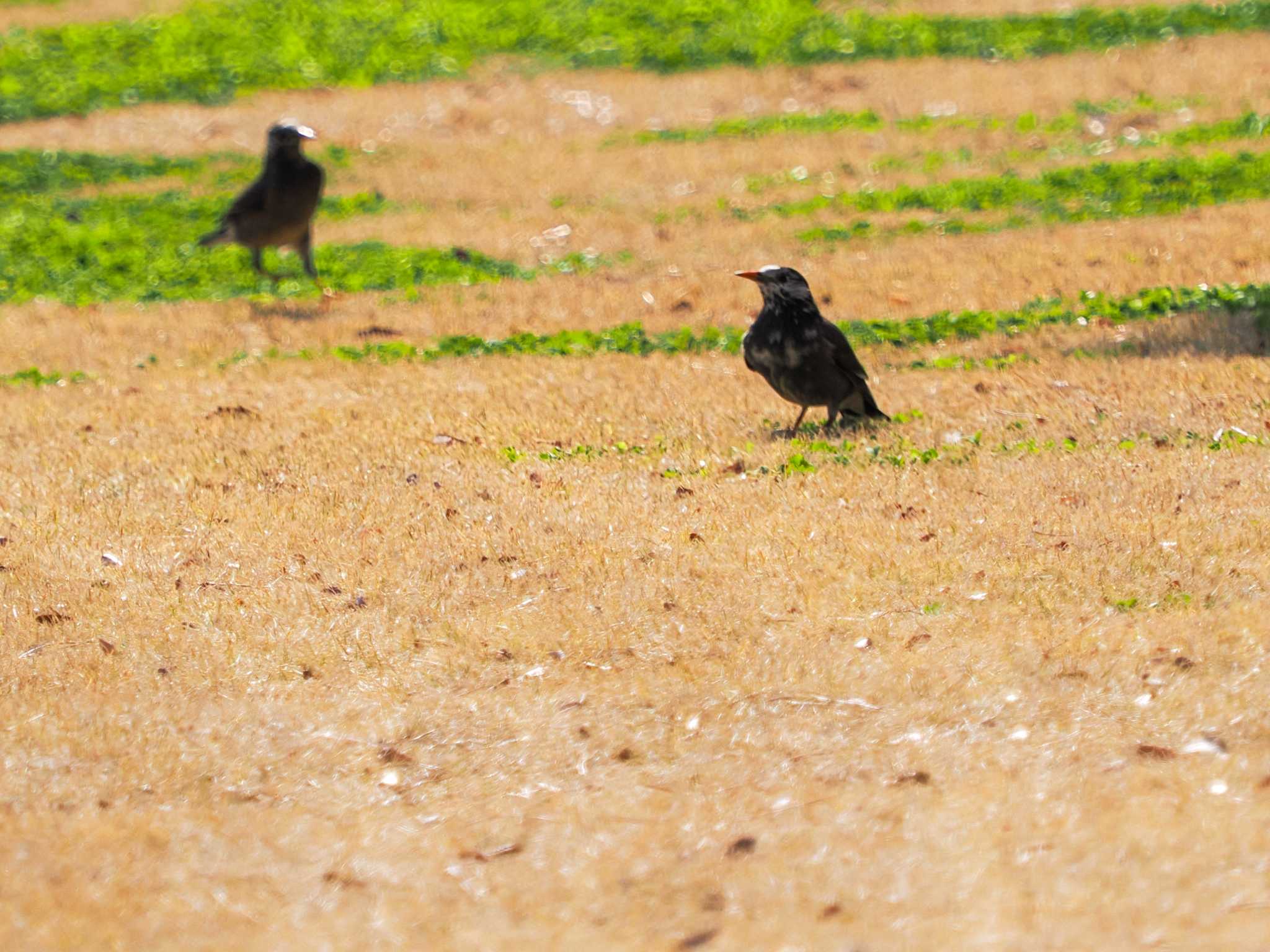 Photo of White-cheeked Starling at Hama-rikyu Gardens by 98_Ark (98ｱｰｸ)