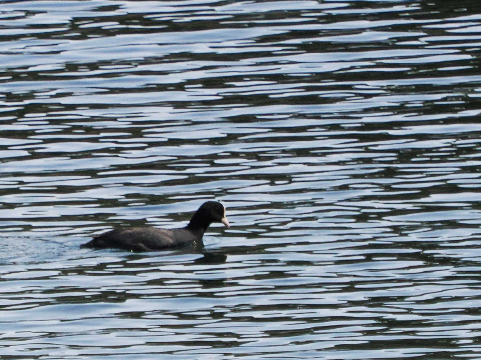 Eurasian Coot